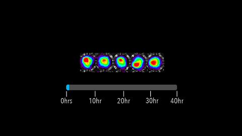 Using continuous light production to determine the dosage of a new drug. Too much of a drug can be harmful, causing cells to get sick (represented by decreased light output) or even die(causing light to go out completely). The right amount will cause an effect without any lasting change in cell health. Learning this information early in the evaluation process can save companies lots of time and money during development and lead to lower prices for consumers.