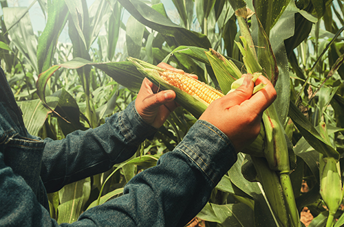 farmer harvesting corn