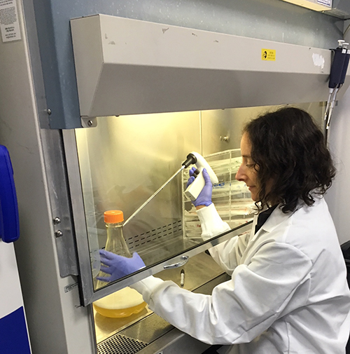 Employee taking a sample of insect cells used for development of therapeutic antibodies