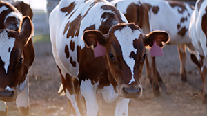 image of cows