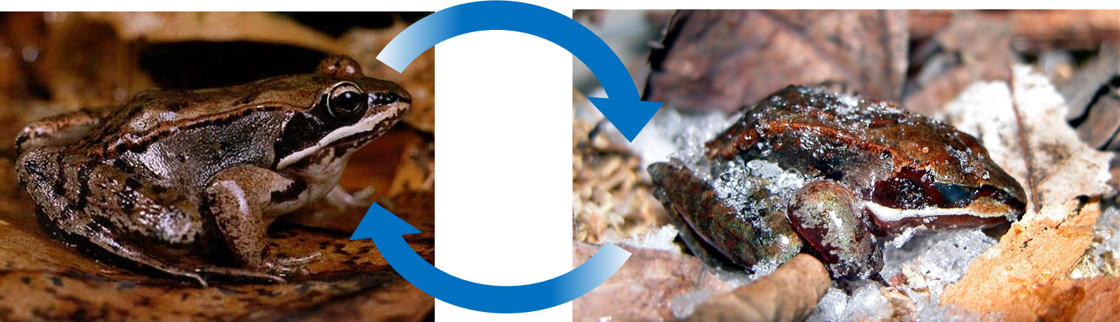 The arctic wood frog Rana sylvatica can survive after months of being frozen